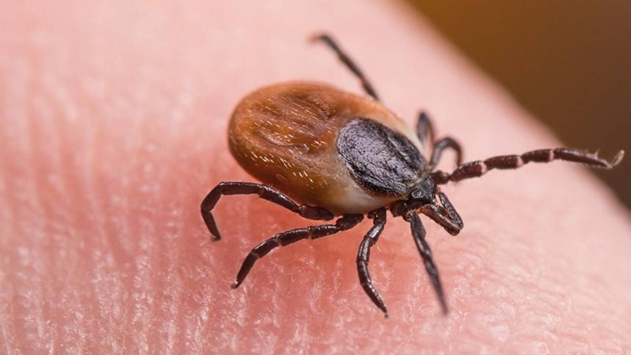 Enfermedad de lyme.