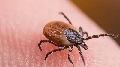Enfermedad de lyme. Enfermedad de lyme.