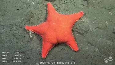 Expedición submarina del Conicet: hasta cuándo se puede ver en vivo online 