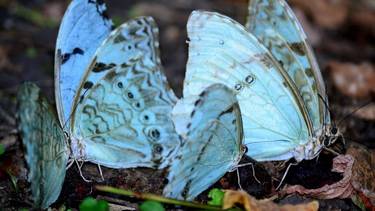 Escapada de cuento de hadas: el pueblo dónde se puede ver a la mariposa "más patriota"