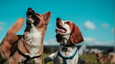 Furor por los 10 nombres más creativos para perros, según la Inteligencia Artificial