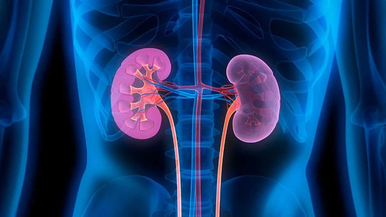 Alerta por enfermedad renal: 1 de cada 8 argentinos la tiene y muchos no lo saben
