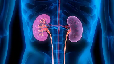 Alerta por enfermedad renal: 1 de cada 8 argentinos la tiene y muchos no lo saben Alerta por enfermedad renal: 1 de cada 8 argentinos la tiene y muchos no lo saben