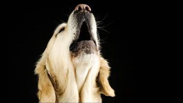 ¿Por qué los perros aúllan por las noches?