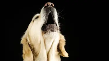 ¿Por qué los perros aúllan por las noches?