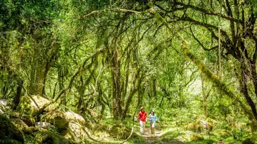 Es un paraíso "escondido": la pequeña selva para hacer una escapada en familia