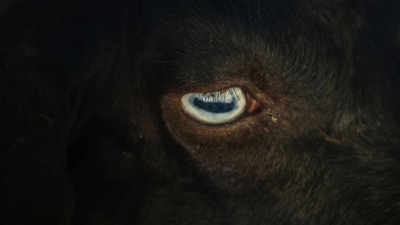 Cientos de cabras hambrientas ayudan a combatir los incendios en Cataluña