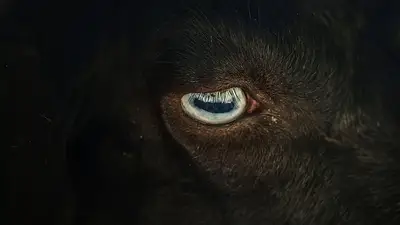 Cientos de cabras hambrientas ayudan a combatir los incendios en Cataluña Cientos de cabras hambrientas ayudan a combatir los incendios en Cataluña