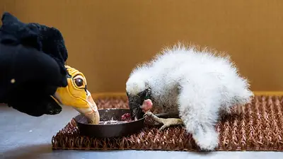 Cuidadores de zoológico de Praga recurren a marionetas para alimentar a las crías de buitre Cuidadores de zoológico de Praga recurren a marionetas para alimentar a las crías de buitre