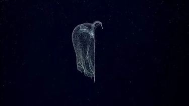 Estremecedor hallazgo en el fondo del mar: qué pasó en pleno stream del Conicet