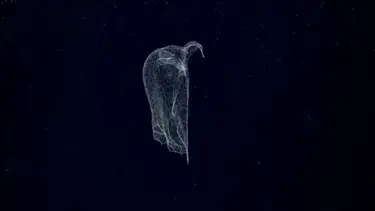 Estremecedor hallazgo en el fondo del mar: qué pasó en pleno stream del Conicet