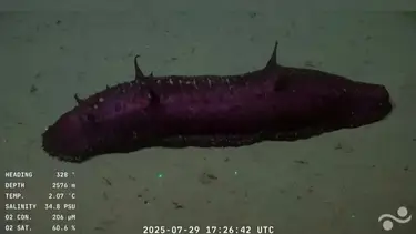 La bautizaron la “batatita” en el streaming del Conicet y su descubrimiento es clave para la ciencia: qué es la Benthodytes violeta