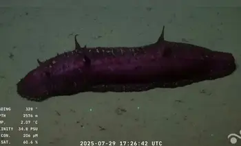 Por qué el descubrimiento de la "batatita" del Conicet es clave | Ciencia 