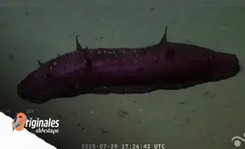 Por qué el descubrimiento de la "batatita" del Conicet es clave | Ciencia 