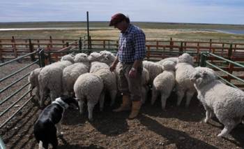 Los productores ovinos temen fundirse y alertan por la pérdida de "soberanía" | Patagonia