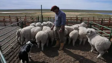 Tras la suspensión de exportaciones a Chile, los productores ovinos temen fundirse y alertan por la pérdida de "soberanía"
