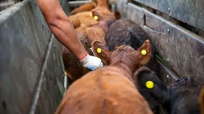 Ganadería sostenible: Formosa apuesta al desarrollo de la producción bovina en la región Ganadería sostenible: Formosa apuesta al desarrollo de la producción bovina en la región