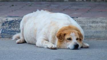 Hay que cuidar mucho su alimentación: la raza de perro más propensa a sufrir de sobrepeso