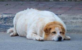 Cuál es la raza de perro más propensa a sufrir de sobrepeso | Mascotas