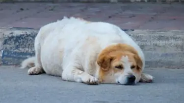 Hay que cuidar mucho su alimentación: la raza de perro más propensa a sufrir de sobrepeso