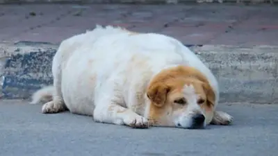 Cuál es la raza de perros más propensa a sufrir de sobrepeso. Por qué es peligroso que los perros tengan sobrepeso. Cómo saber si mi perro tiene sobrepeso. Cuál es la raza de perros más propensa a sufrir de sobrepeso. Por qué es peligroso que los perros tengan sobrepeso. Cómo saber si mi perro tiene sobrepeso.
