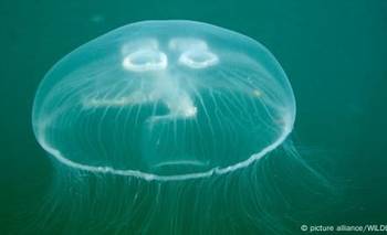 Medusas paran cuatro reactores de una central nuclear francesa | Curiosidades