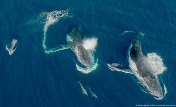 Científicos captan a ballenas y delfines jugando juntos | Ciencia 