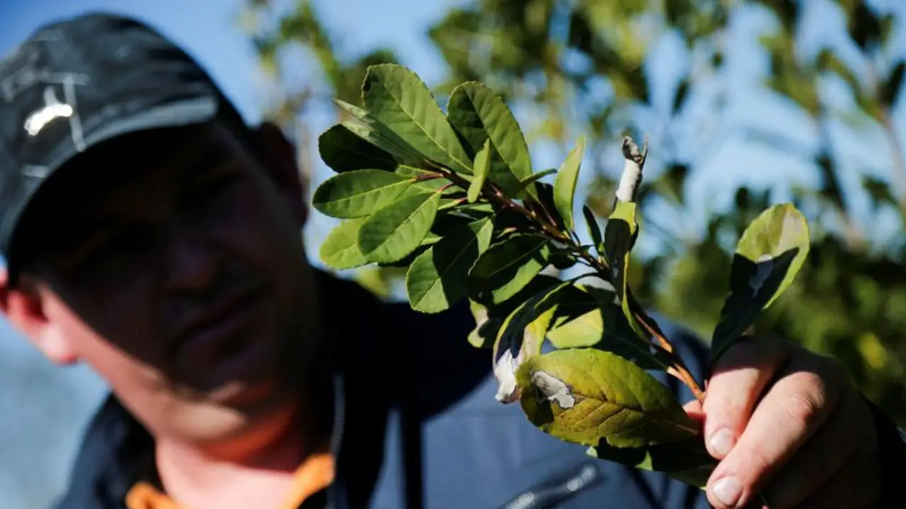 El auge de la minería de oro amenaza las plantaciones de yerba mate en Paraguay