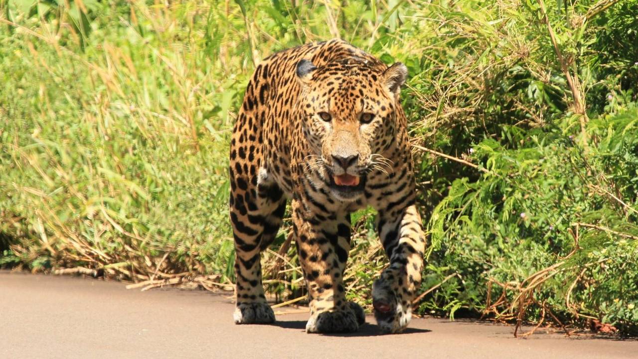 Histórica condena por matar a un yaguareté: dos años de prisión efectiva por cazar a un ejemplar en peligro de extinción