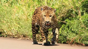Histórica condena por matar a un yaguareté: dos años de prisión efectiva por cazar a un ejemplar en peligro de extinción