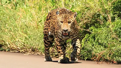 Histórica condena por matar a un yaguareté: dos años de prisión efectiva por cazar a un ejemplar en peligro de extinción Histórica condena por matar a un yaguareté: dos años de prisión efectiva por cazar a un ejemplar en peligro de extinción