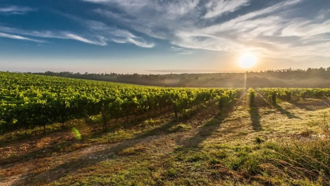 Reconoce los diferentes vinos argentinos
