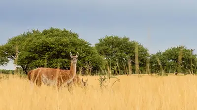 Parque Luro, turismo en La Pampa Parque Luro, turismo en La Pampa