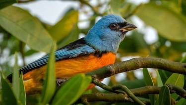 Se pueden ver más de 350 especies de aves: el parque nacional que es una joya de la naturaleza argentina