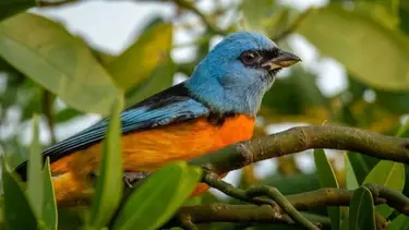 Se pueden ver más de 350 especies de aves: el parque nacional que es una joya de la naturaleza argentina
