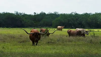 Texas se prepara para combatir al gusano barrenador del ganado Texas se prepara para combatir al gusano barrenador del ganado