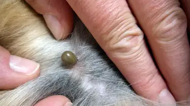 Cuidado: esta planta atrae garrapatas y pone en riesgo a tu mascota
