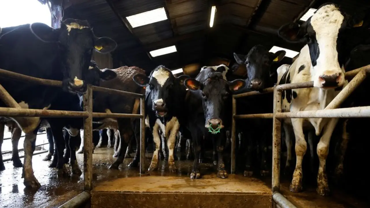 Reino Unido suprime los controles fronterizos adicionales de animales antes del acuerdo con la UE