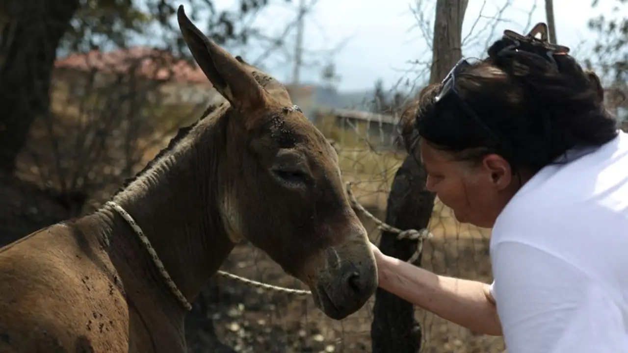 Voluntarios en Albania luchan por salvar a los animales mientras los incendios se debilitan