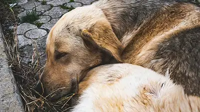Alerta por muerte de perros en Belgrano y Las Cañitas: denuncian el envenenamiento de mascotas Alerta por muerte de perros en Belgrano y Las Cañitas: denuncian el envenenamiento de mascotas