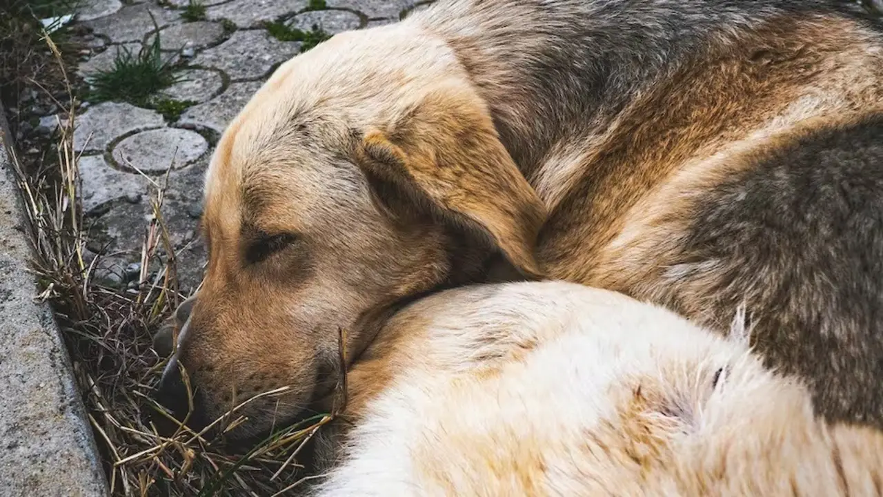 Alerta por muerte de perros en Belgrano y Las Cañitas: denuncian el envenenamiento de mascotas