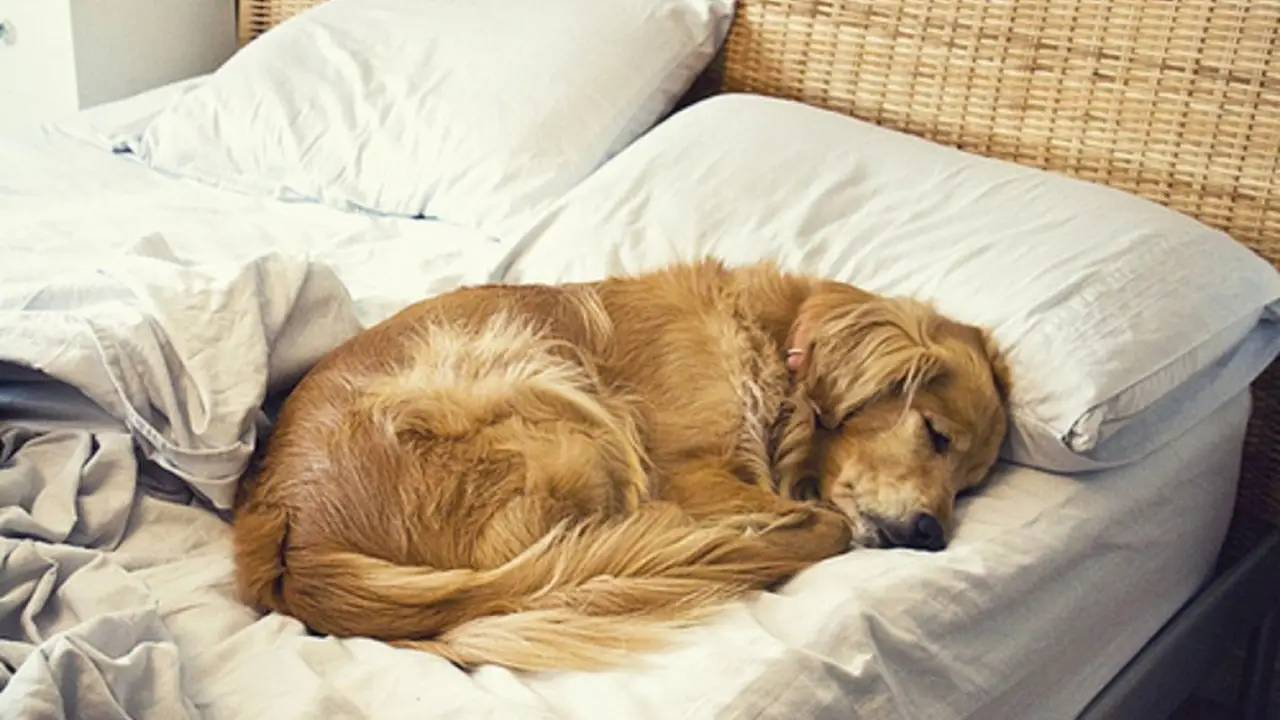 Perro en la cama.