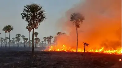 Incendio en el Parque Nacional Río Pilcomayo: la emergencia ambiental que alarma a Formosa Incendio en el Parque Nacional Río Pilcomayo: la emergencia ambiental que alarma a Formosa