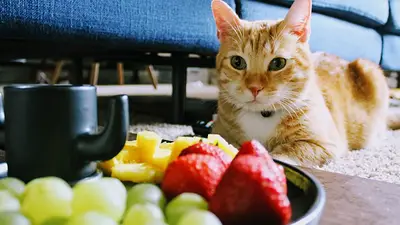 Gatos frutas sandía Gatos frutas sandía