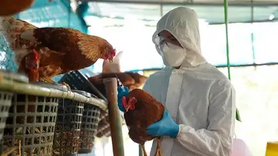Gripe aviar: suspenden las exportaciones avícolas tras detectarse un nuevo caso de influenza Gripe aviar: suspenden las exportaciones avícolas tras detectarse un nuevo caso de influenza