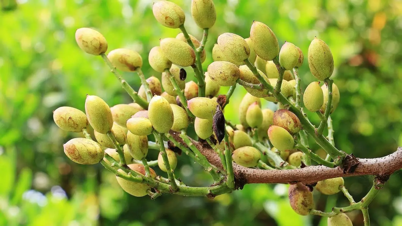 Cuál es la empresa productora de maní que empezará a producir pistacho en el país. Dónde se planta pistacho en Argentina. Plantas productoras de pistacho.