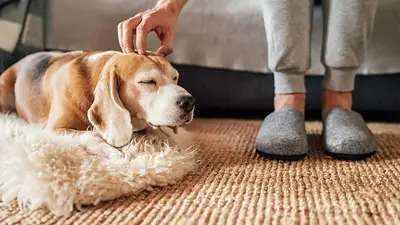 Crece la preocupación por el aumento de la enfermedad silenciosa que transmiten los perros: ¿cómo saber si la tengo? Crece la preocupación por el aumento de la enfermedad silenciosa que transmiten los perros: ¿cómo saber si la tengo?