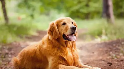 perro perro
