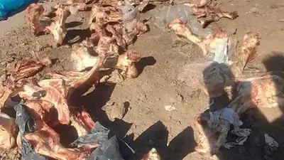 Los restos de carne, huesos y basura arrojados en la calle. Los restos de carne, huesos y basura arrojados en la calle.