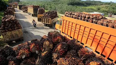 Indonesia dice que EEUU acepta la exención arancelaria para su aceite de palma, cacao y caucho Indonesia dice que EEUU acepta la exención arancelaria para su aceite de palma, cacao y caucho